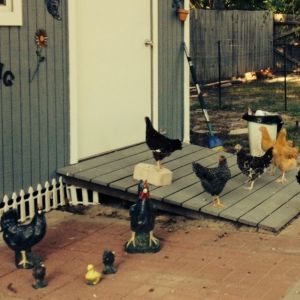 The chooks found out where the feed is stored