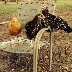 Chickens on a chair