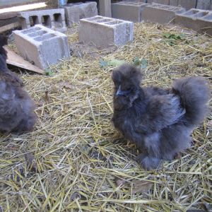 Here's Blu and Lucy, our black Silkies. That's actually where Blue-Blue got his username. Blu is his hen.