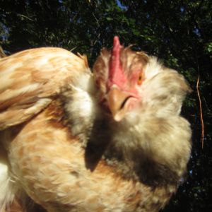 Another picture of Beardo. This chicken hates me, so don't expect any more photos of her.