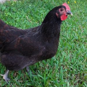 Black Australorp "Rosie" 26 weeks (started singing the egg song - no eggs)