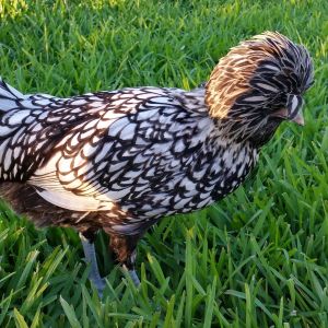 Silver Laced Polish 23 weeks