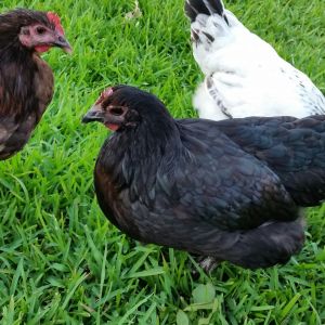 Black Australorp 23 weeks