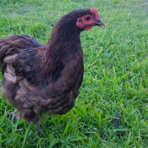 Chocolate Orpington Rooster "Count Chocula" 25 weeks