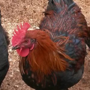 Lovely Davis X LP cockerel 5.5 months of age in the middle of a molt