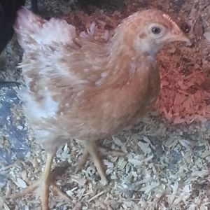 ! month old red sexlink hen.