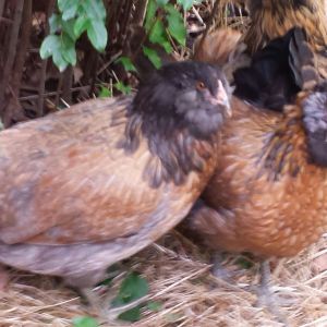 LOVE all my Ameraucana hens, so sweet and friendly!