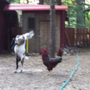 Dixie, our Nigerian Dwarf will Not put up with 
being pecked in the head !
Sorry it's blurred but there was a Lot of action there.