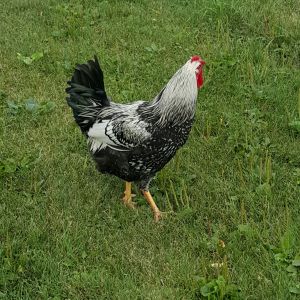 This is Rock!  We traded a RIR Rooster for him!  He's so handsome!