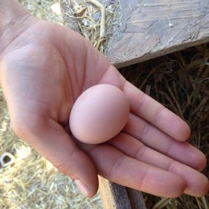 First Pullett egg from hatch 04/29/15