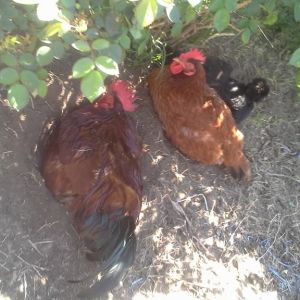 April 2015. These are my brothers chicken, the two RIR pictured here are where I got the egg that later became nemo!  left to right:  Chicken Patty, ms. Hen and Chicken Nugget lol
