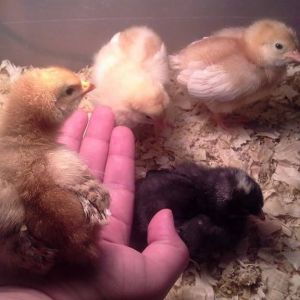 03/03/2015.  Nine days old. Clockwise: I'm holding Nemo, Pea, Violet, and Cluck Norris