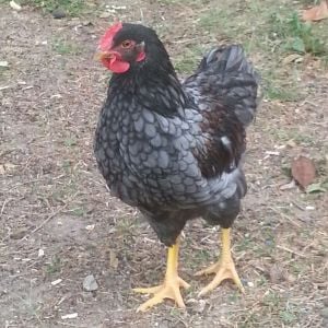 This is our oldest Blue Double Laced Barnevelder, Col. Sanders.