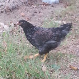 Our lonely Blue Double Laced Barnevelder pullet, Lovey will soon have friends.