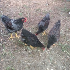 Here they are, Col. Sanders is keeping a close eye on the oatmeal eating making sure everyone gets their fair share. The little roo in the back is the one and only Black Double Laced we have, still working on his name. The middle roo in the front is a Blue Double Laced, my oldest son is still working on his name.