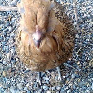 Ginger, she is an Americauna pullet