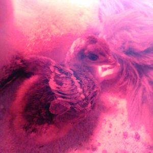 Tripp, our baby peachick with wonky legs.  He is under 24 hours old in this picture