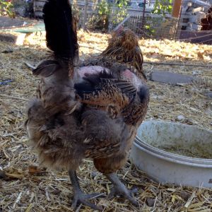 Gretchen one of our EE she is molting.