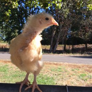 Buff Orpington