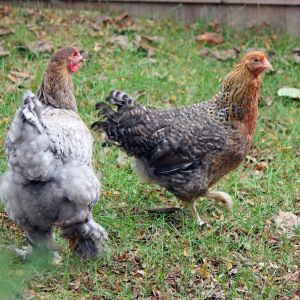 Shell-y 1 yr (Brahma) with Olga-19wks (Bielefelder)