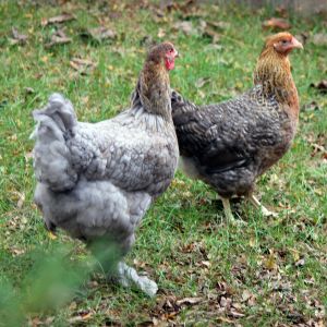 Shell-y 1 yr with Olga-19wks