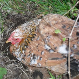 Mabel, not sure of breed, our first laying hen, 4 eggs 3rd week of sept 2015