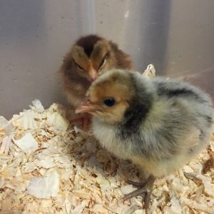 -Welsummer
-Cream Brabanter