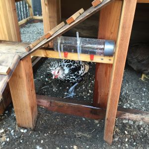 Water nipples mounted on water bottle