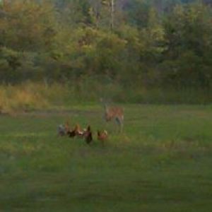 A deer comes to visit our birds