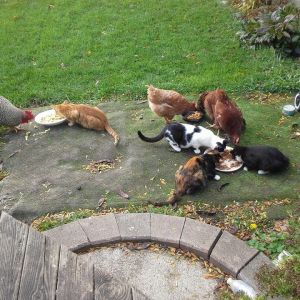 Chickens and Kittens having an afternoon snack