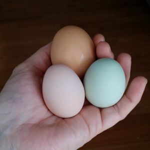 YAY! Our 2015 "Easter Chicks" are have begun to lay!!!
Fluffy lays pink and Lucy lays blue, the brown is store bought for comparison.
They were DELICIOUS!!!