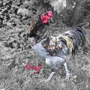 Daryl - easter egger rooster