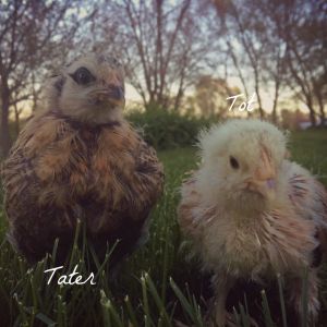 Tater is an easter egger and Tot is a salmon faverolle