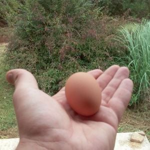 Dixie chicks first egg at 5 months
