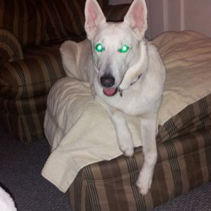This is Millee, my 8 year old white German Shepherd. I have had her for a little over 2 years. She isn't much of a farm dog, she doesn't "shepherd" anything anywhere! But she loves the kids, and is very protective of the house, especially when the kids are home.