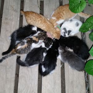 NINE kittens. We have 14 total cats. Midnight and Porthos are the only indoor cats. We have 3 adult outdoor cats and NINE kittens.
