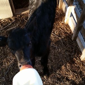 Our newest bottle calf, bought from a sale barn. We (and by "we" I mean **I**) are taking care of her and feeding her for her owner.