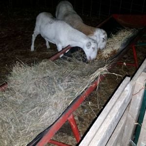 Two of my lambs, both rams. We call them Batman and Robin because they are never very far apart. The one with brown wool is my first bottle lamb, and his name is Squishy. He is my baby.