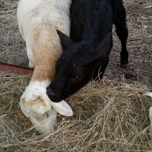 The bottle calf likes to suck on Squishy's ear, and Squishy doesn't care because he's eating!!