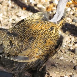 Pretty pattern on teen rooster