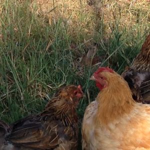 I rescued a bunny last winter from my terriers.  Kept it inside the house until the weather permitted and released her hoping she would live a long life. (My dog killed her 3 litter mates) Today, she still comes back to visit the hens.  She knows she is safe inside the run/coop area.