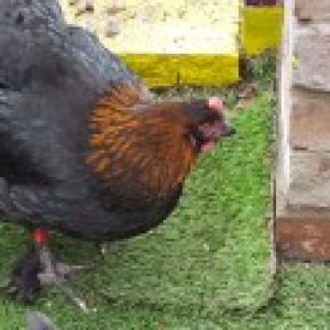 hi
   this is my copper black maran gertrude shes a darling nice 
feathered legs she is still young but i am looking forward to her first egg she is so easy going if there is such a thing then she is
a cool chick