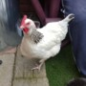 hi all
         this is meg my light sussex she is now p o l and is laying 
well her eggs are a bit small but are getting bigger i think she
will be a good layer shes top girl but she gets on well with the 
other six