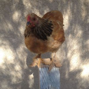 Buff Brahma Cockerel - 9 weeks old