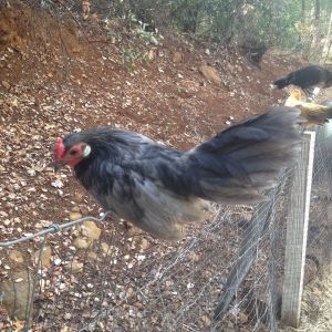 Blue Rosecomb Cockerel - 9 weeks old
