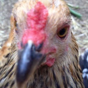 Buff Brahma Cockerel - 9 weeks old