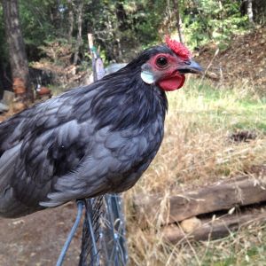 Blue Rosecomb Cockerel - 9 weeks old