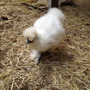 White Silkie 3