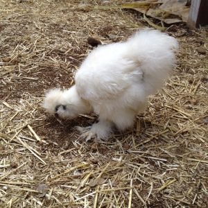 White Silkie 3