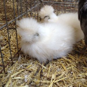 White Silkie 1 (foreground) and White Silkie 2 (background)